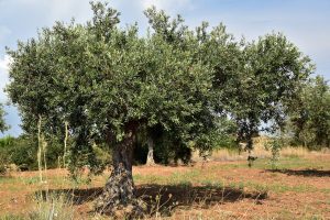 La exportación de productos andaluces y su crecimiento por provincias