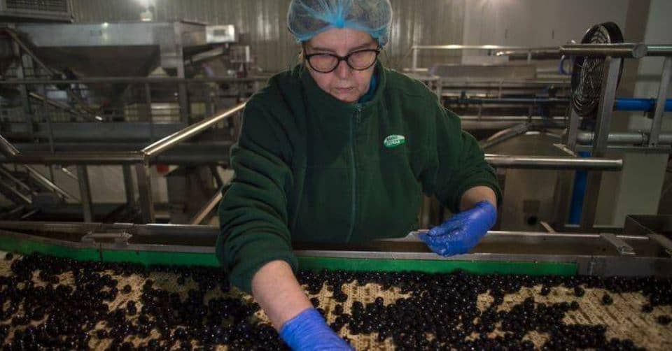 Agrosevilla vuelve a ofertar su aceituna negra en Estados Unidos - Agrónoma