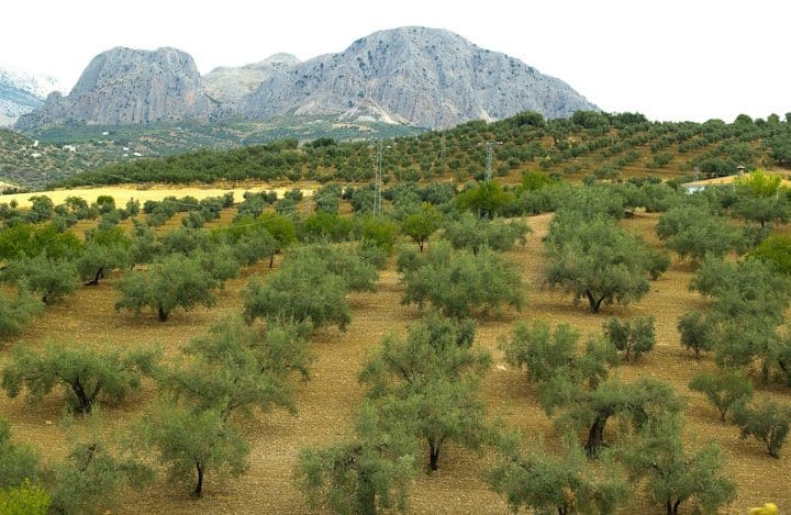 Grupo Migasa: evolución de una empresa familiar de Andalucía en la industria agroalimentaria