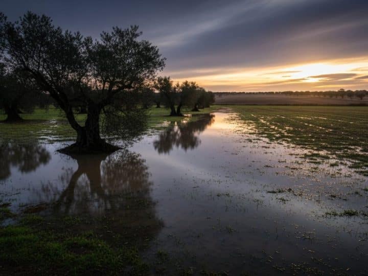 VOX señala la inacción de la Junta ante un campo andaluz devastado por las borrascas y el alza de costes