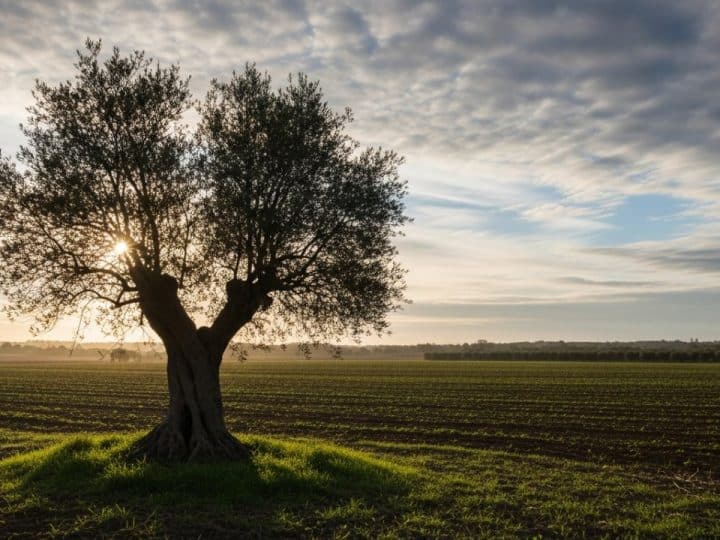VOX declara la guerra a Bruselas para defender el campo andaluz de la Agenda 2030 y Mercosur