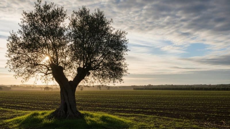 VOX declara la guerra a Bruselas para defender el campo andaluz de la Agenda 2030 y Mercosur