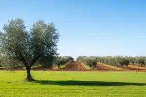 Asaja exige a la Junta un fondo de crisis permanente para rescatar al campo de la ruina