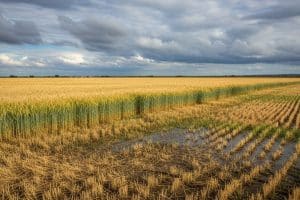 La paradoja del campo andaluz: la abundante lluvia deja una cosecha de cereal irregular y por debajo de lo esperado