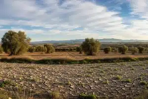 El campo andaluz, abandonado por el Gobierno central mientras la Junta aprueba un nuevo pago de ayudas
