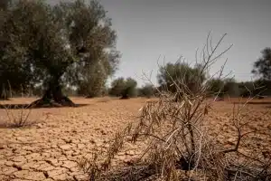El campo andaluz se ahoga: la sequía y la competencia desleal de Marruecos amenazan el aceite de oliva