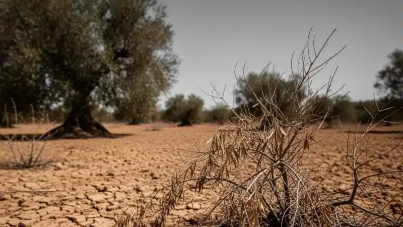 El campo andaluz se ahoga: la sequía y la competencia desleal de Marruecos amenazan el aceite de oliva