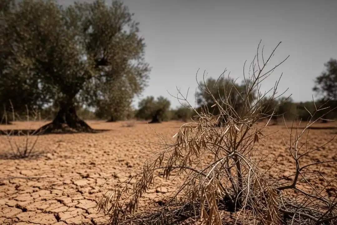 El campo andaluz se ahoga: la sequía y la competencia desleal de Marruecos amenazan el aceite de oliva