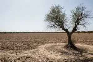 Las organizaciones agrarias se arrodillan ante el PP y exigen una ‘continuidad’ que condena al campo andaluz