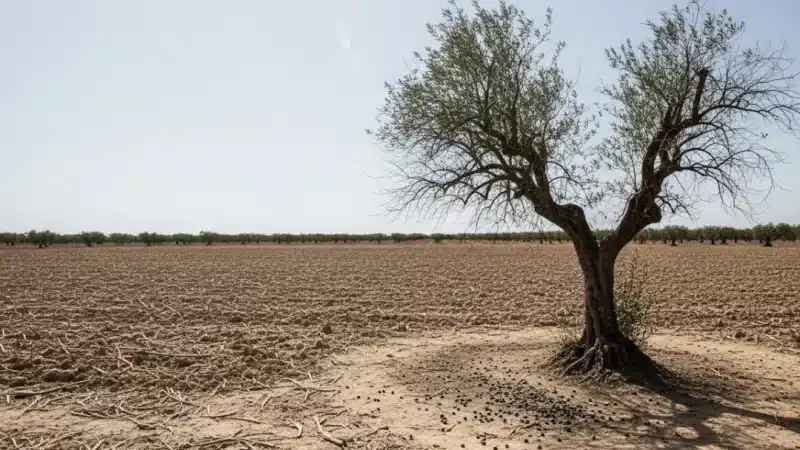 Las organizaciones agrarias se arrodillan ante el PP y exigen una ‘continuidad’ que condena al campo andaluz
