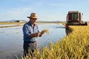 La Junta de Andalucía destina 120 euros por hectárea para salvar al sector arrocero de la competencia desleal